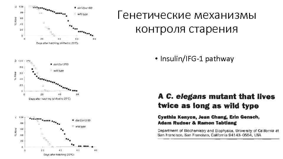 Генетические механизмы контроля старения • Insulin/IFG-1 pathway 