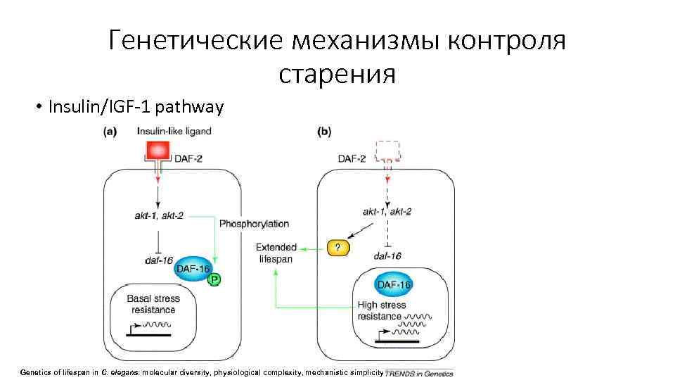 Генетические механизмы контроля старения • Insulin/IGF-1 pathway Genetics of lifespan in C. elegans: molecular
