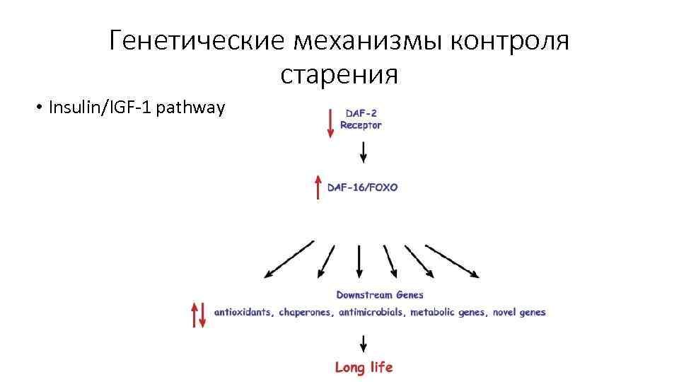Генетические механизмы контроля старения • Insulin/IGF-1 pathway 