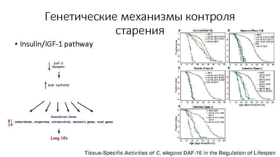 Генетические механизмы контроля старения • Insulin/IGF-1 pathway Tissue-Specific Activities of C. elegans DAF-16 in