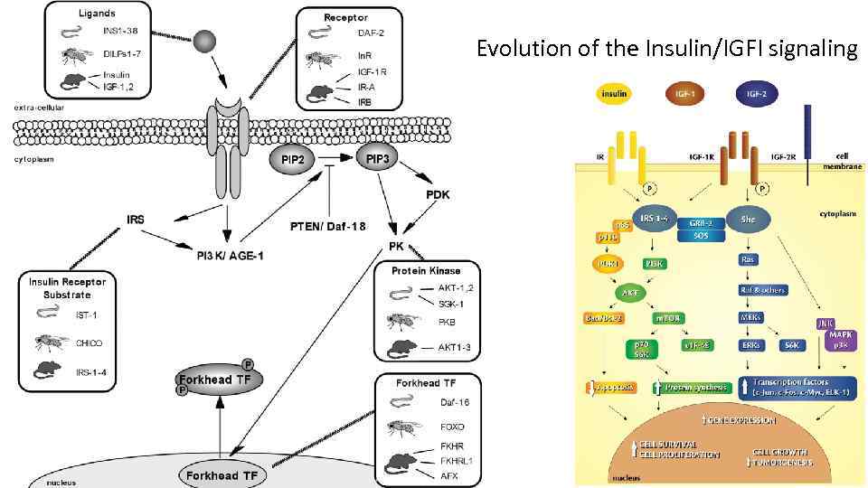 Evolution of the Insulin/IGFI signaling 