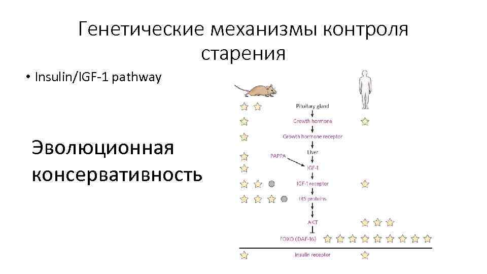 Генетические механизмы контроля старения • Insulin/IGF-1 pathway Эволюционная консервативность 
