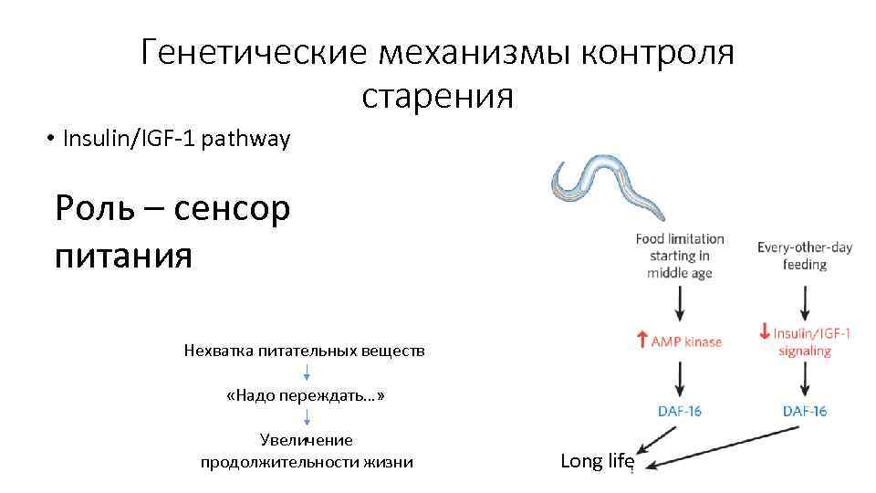 Генетические механизмы контроля старения • Insulin/IGF-1 pathway Роль – сенсор питания Нехватка питательных веществ