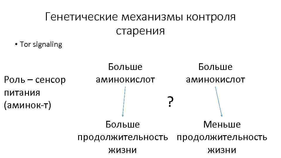 Генетические механизмы контроля старения • Tor signaling Роль – сенсор питания (аминок-т) Больше аминокислот