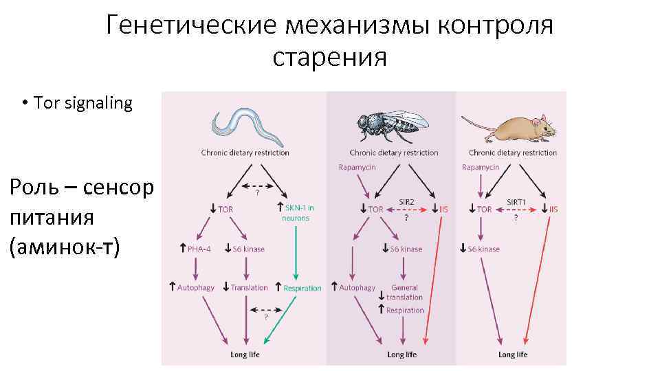 Генетические механизмы контроля старения • Tor signaling Роль – сенсор питания (аминок-т) 