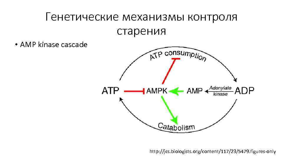 Генетические механизмы контроля старения • AMP kinase cascade http: //jcs. biologists. org/content/117/23/5479. figures-only 