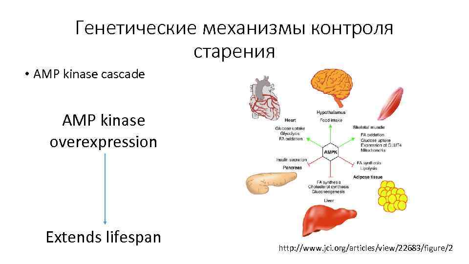 Генетические механизмы контроля старения • AMP kinase cascade AMP kinase overexpression Extends lifespan http: