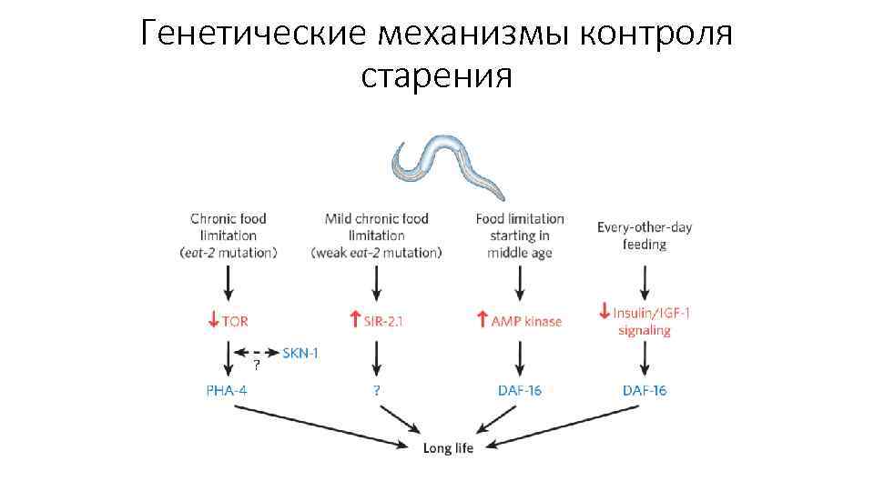 Генетические механизмы контроля старения 
