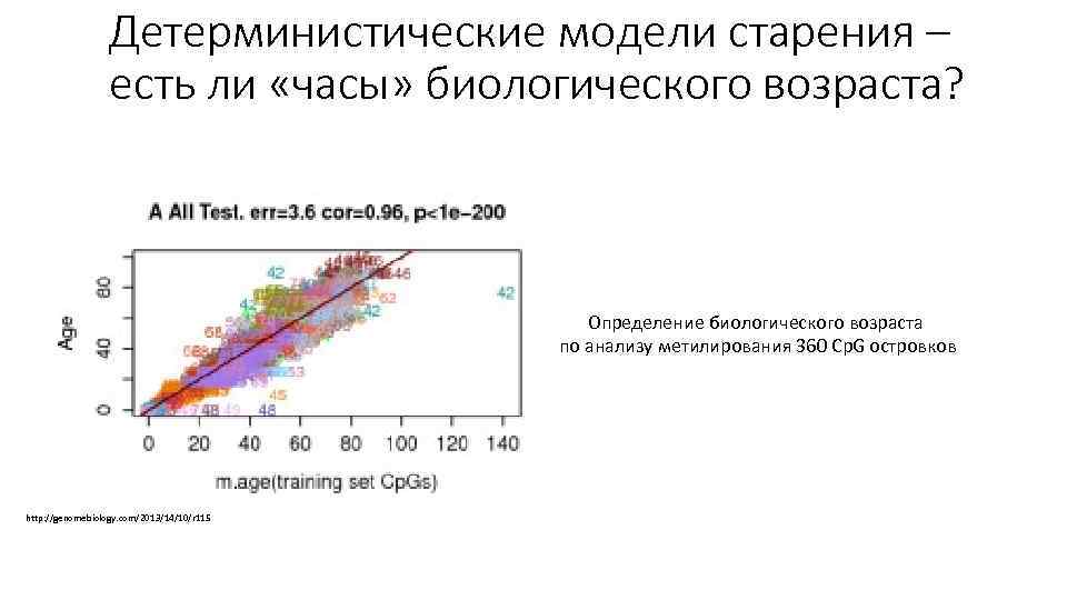 Детерминистические модели старения – есть ли «часы» биологического возраста? Определение биологического возраста по анализу