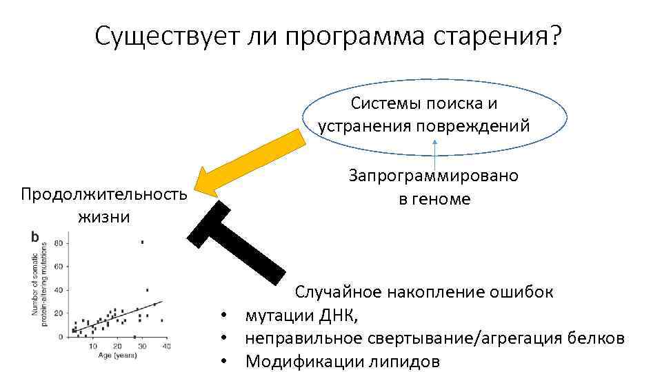 Существует ли программа старения? Системы поиска и устранения повреждений Продолжительность жизни Запрограммировано в геноме