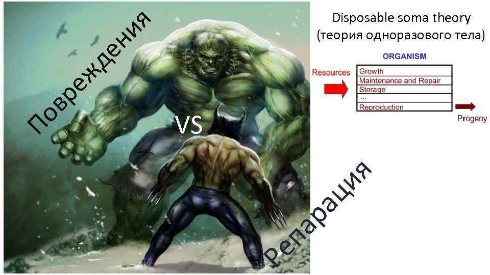 па р ац ия VS Ре По в ре жд ен ия Disposable soma