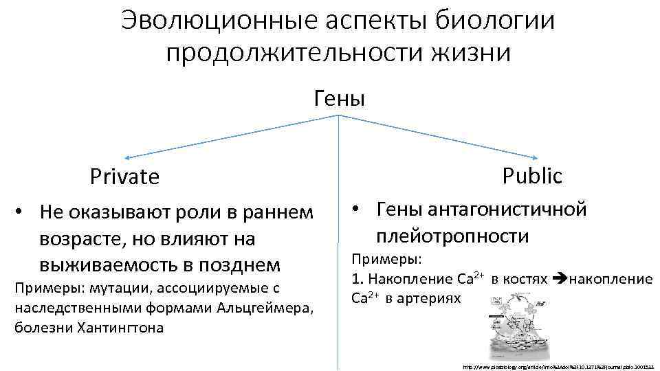 Эволюционные аспекты биологии продолжительности жизни Гены Private • Не оказывают роли в раннем возрасте,
