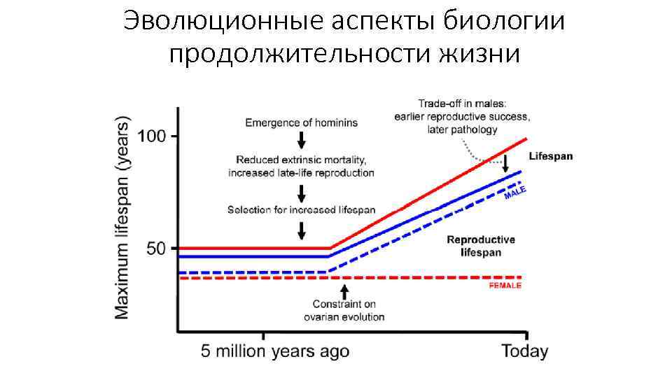 Эволюционные аспекты биологии продолжительности жизни 