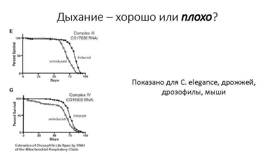 Дыхание – хорошо или плохо? Показано для C. elegance, дрожжей, дрозофилы, мыши Extension of
