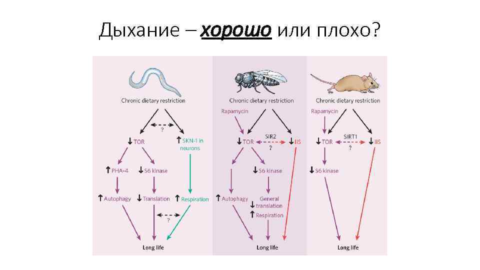 Дыхание – хорошо или плохо? 