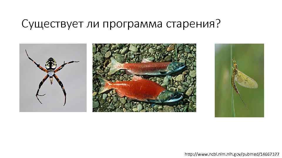 Существует ли программа старения? http: //www. ncbi. nlm. nih. gov/pubmed/14667377 