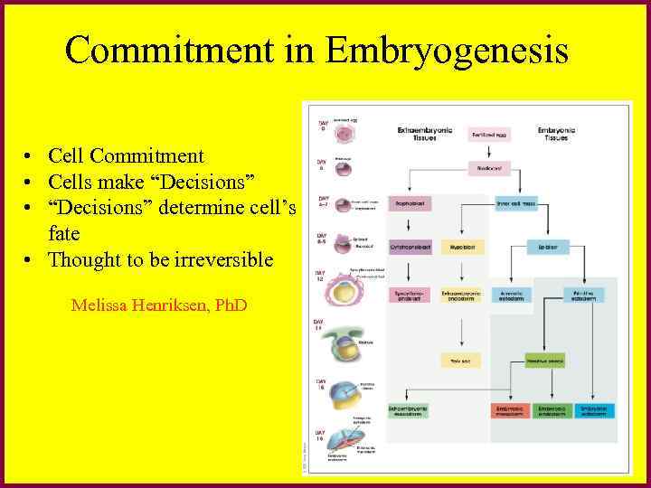 Commitment in Embryogenesis • Cell Commitment • Cells make “Decisions” • “Decisions” determine cell’s