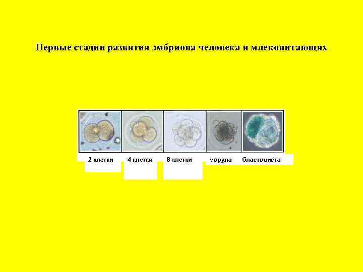 Первые стадии развития эмбриона человека и млекопитающих 2 клетки 4 клетки 8 клетки морула