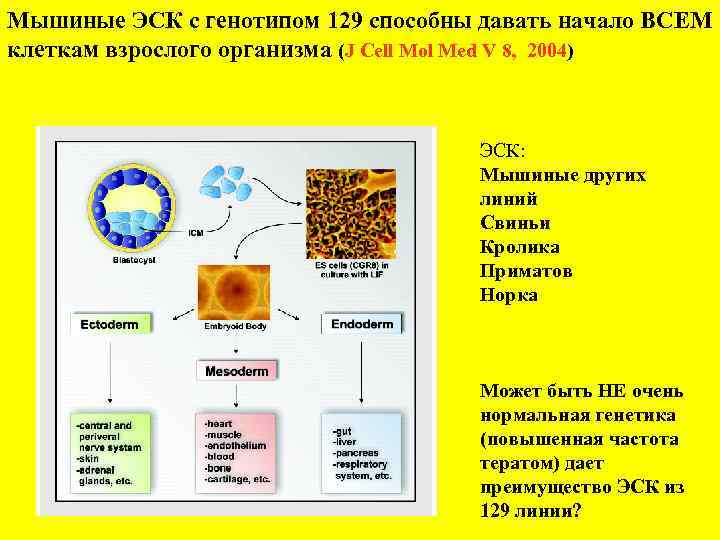 Мышиные ЭСК с генотипом 129 способны давать начало ВСЕМ клеткам взрослого организма (J Cell