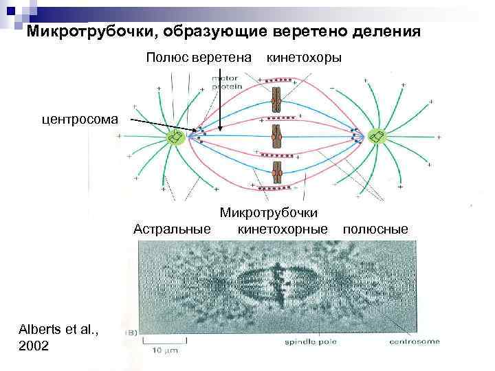 Микротрубочки, образующие веретено деления Полюс веретена кинетохоры центросома Микротрубочки Астральные кинетохорные полюсные Alberts et