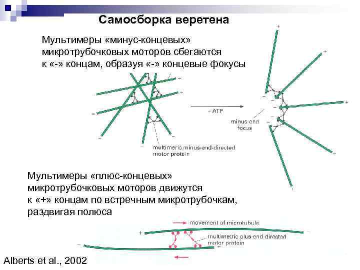 Самосборка веретена Мультимеры «минус-концевых» микротрубочковых моторов сбегаются к «-» концам, образуя «-» концевые фокусы