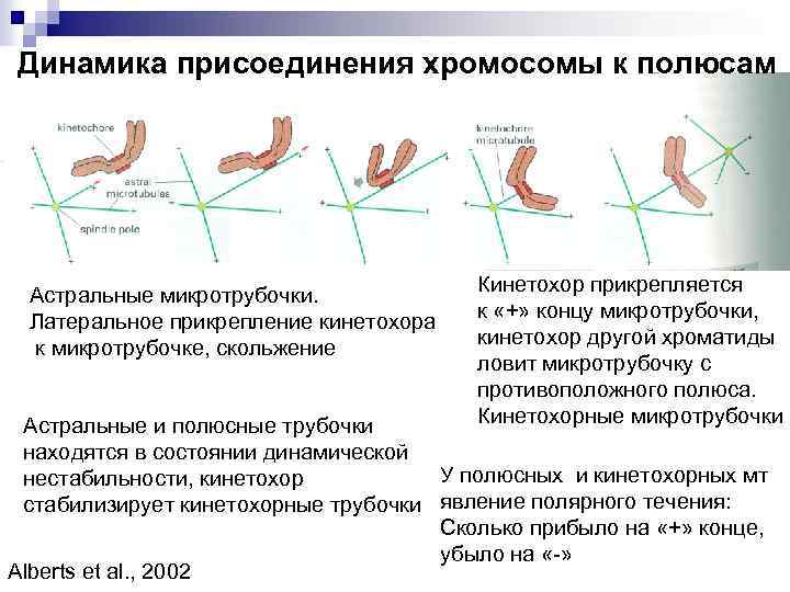 Динамика присоединения хромосомы к полюсам Астральные микротрубочки. Латеральное прикрепление кинетохора к микротрубочке, скольжение Кинетохор