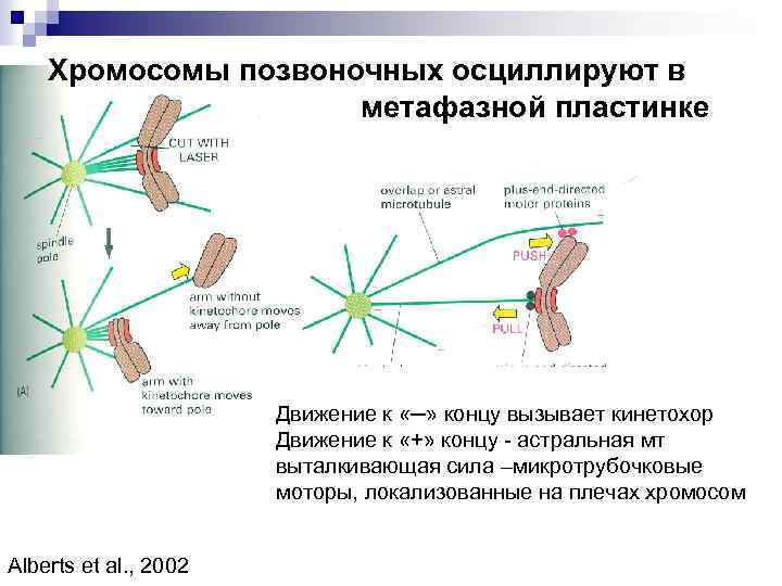 Хромосомы позвоночных осциллируют в метафазной пластинке Движение к «─» концу вызывает кинетохор Движение к