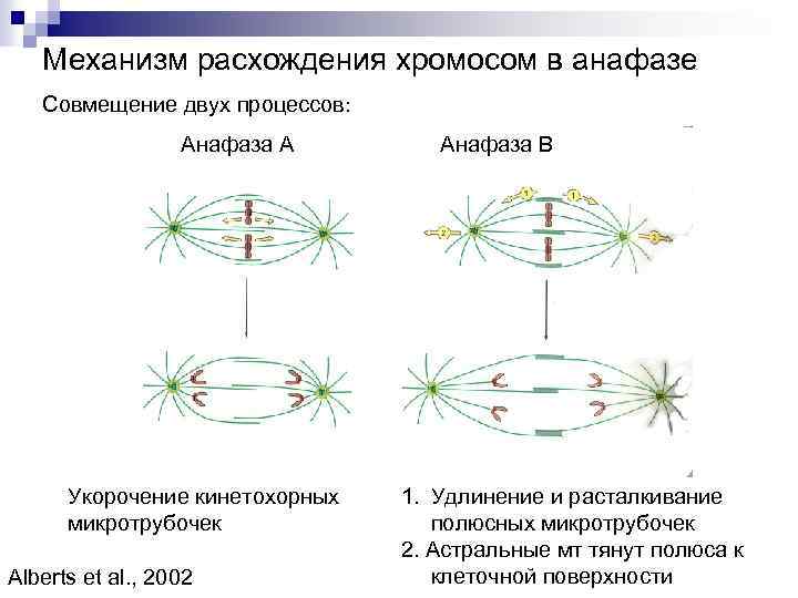 Механизм расхождения хромосом в анафазе Совмещение двух процессов: Анафаза А Укорочение кинетохорных микротрубочек Alberts