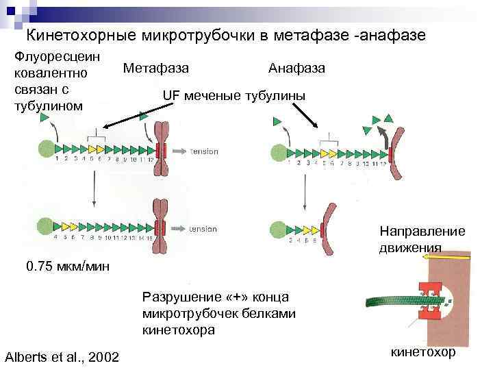 Кинетохорные микротрубочки в метафазе -анафазе Флуоресцеин ковалентно связан с тубулином Метафаза Анафаза UF меченые