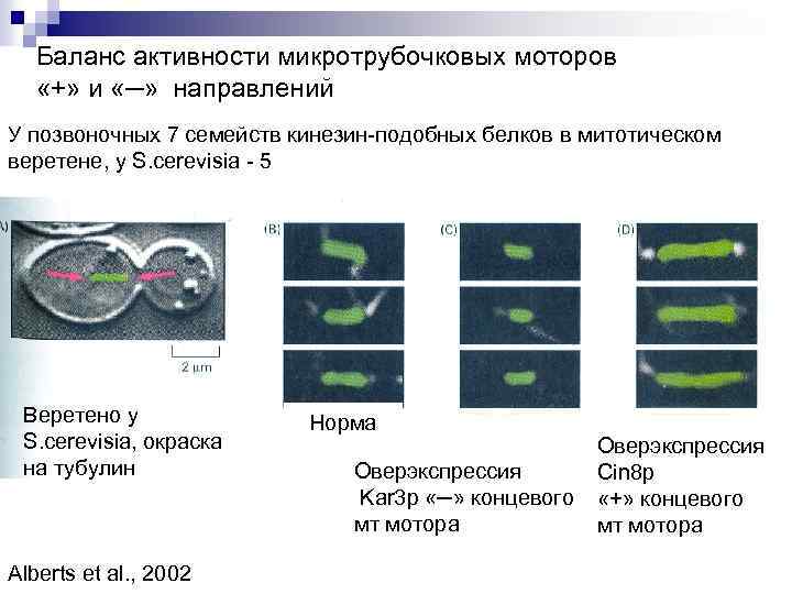 Баланс активности микротрубочковых моторов «+» и «─» направлений У позвоночных 7 семейств кинезин-подобных белков