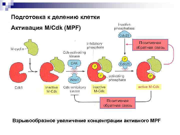 Подготовка к делению клетки Активация M/Cdk (MPF) Позитивная обратная связь Взрывообразное увеличение концентрации активного