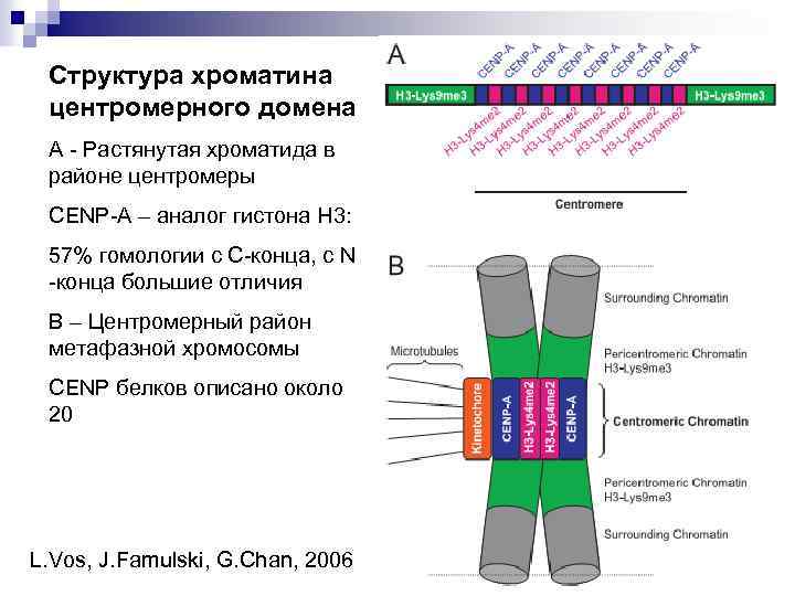 Структура хроматина центромерного домена А - Растянутая хроматида в районе центромеры CENP-A – аналог