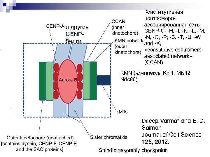 и другие CENP- белки Конститутивная центромероассоциированная сеть CENP-C, -H, -I, -K, -L, -M, -N,