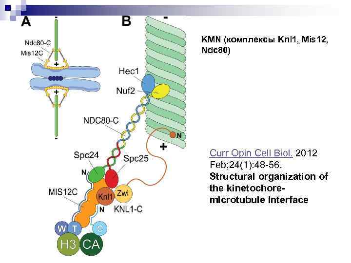 KMN (комплексы Knl 1, Mis 12, Ndc 80) Curr Opin Cell Biol. 2012 Feb;