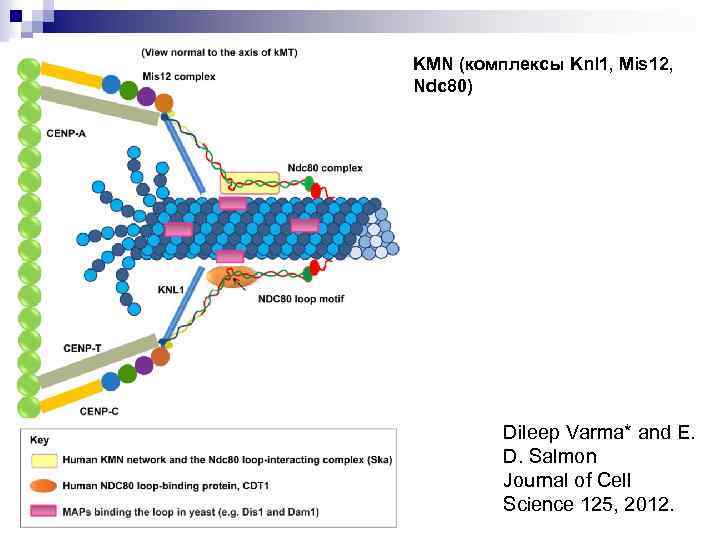 KMN (комплексы Knl 1, Mis 12, Ndc 80) Dileep Varma* and E. D. Salmon