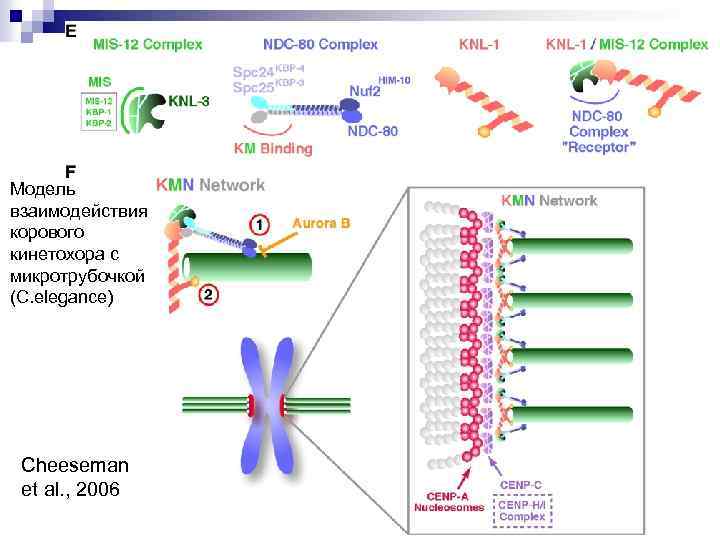Модель взаимодействия корового кинетохора с микротрубочкой (C. elegance) Cheeseman et al. , 2006 