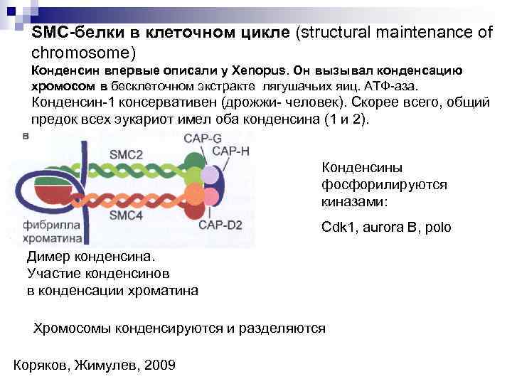 SMC-белки в клеточном цикле (structural maintenance of chromosome) Конденсин впервые описали у Xenopus. Он