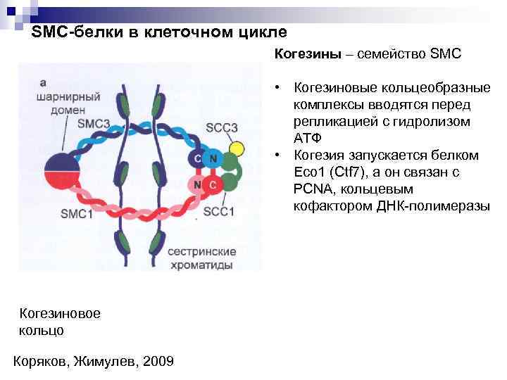 SMC-белки в клеточном цикле Когезины – семейство SMC • Когезиновые кольцеобразные комплексы вводятся перед