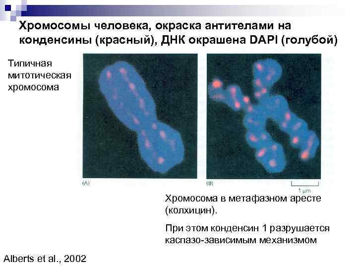 Хромосомы человека, окраска антителами на конденсины (красный), ДНК окрашена DAPI (голубой) Типичная митотическая хромосома