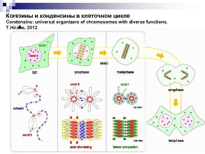 Когезины и конденсины в клеточном цикле Condensins: universal organizers of chromosomes with diverse functions.