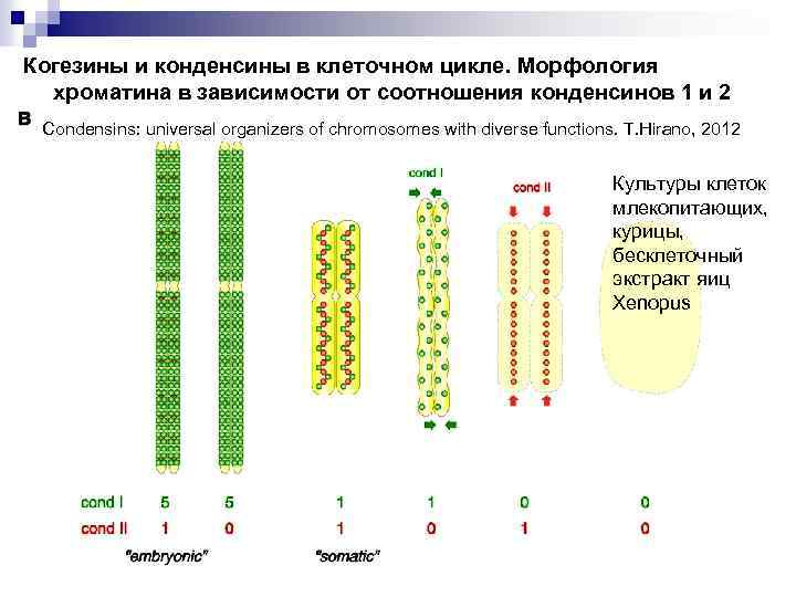 Когезины и конденсины в клеточном цикле. Морфология хроматина в зависимости от соотношения конденсинов 1