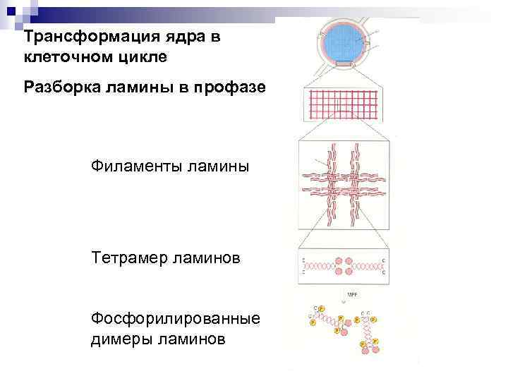 Трансформация ядра в клеточном цикле Разборка ламины в профазе Филаменты ламины Тетрамер ламинов Фосфорилированные