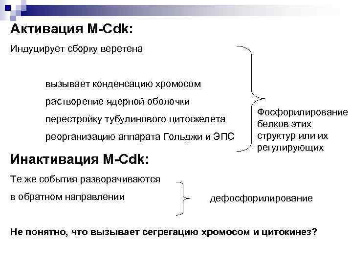 Активация M-Cdk: Индуцирует сборку веретена вызывает конденсацию хромосом растворение ядерной оболочки перестройку тубулинового цитоскелета