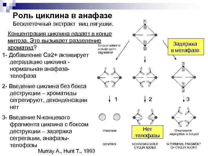 Роль циклина в анафазе Бесклеточный экстракт яиц лягушки. Концентрация циклина падает в конце митоза.