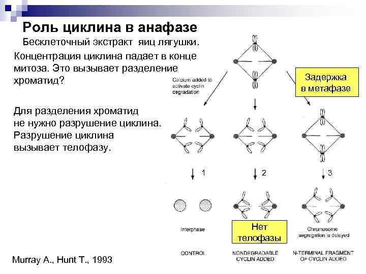 Роль циклина в анафазе Бесклеточный экстракт яиц лягушки. Концентрация циклина падает в конце митоза.