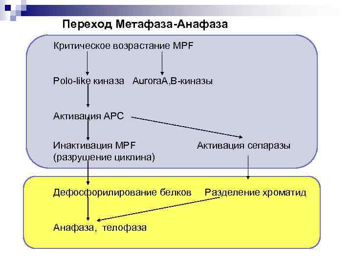 Переход Метафаза-Анафаза Критическое возрастание MPF Polo-like киназа Aurora. A, В-киназы Активация APC Инактивация MPF