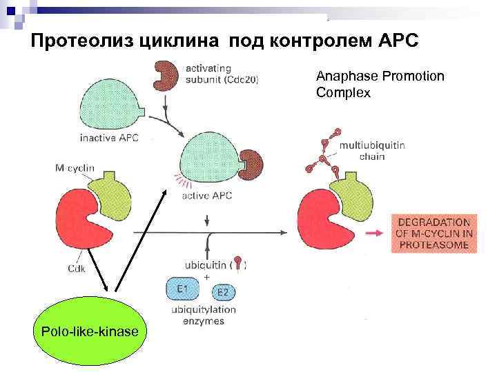 Протеолиз циклина под контролем АРС Anaphase Promotion Complex Polo-like-kinase 