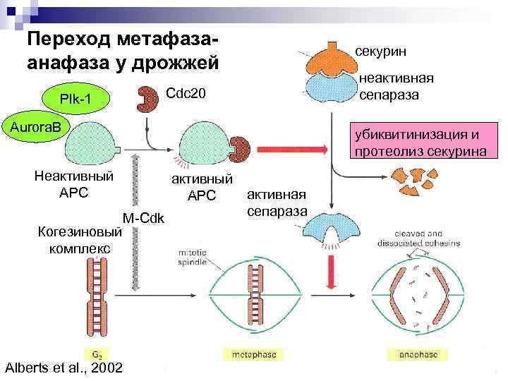 Переход метафазаанафаза у дрожжей секурин неактивная сепараза Cdc 20 Plk-1 Aurora. B убиквитинизация и