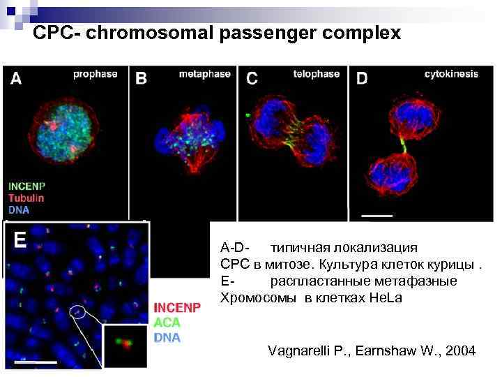 СРС- chromosomal passenger complex A-Dтипичная локализация СРС в митозе. Культура клеток курицы. Е- распластанные