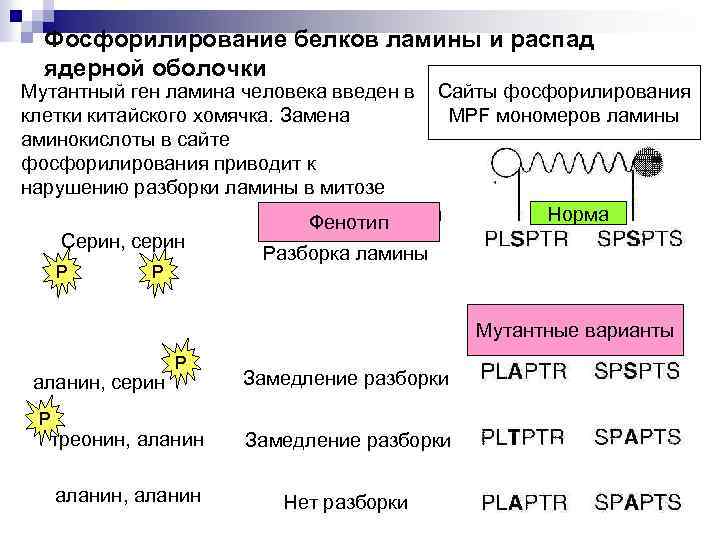 Фосфорилирование белков ламины и распад ядерной оболочки Мутантный ген ламина человека введен в Сайты